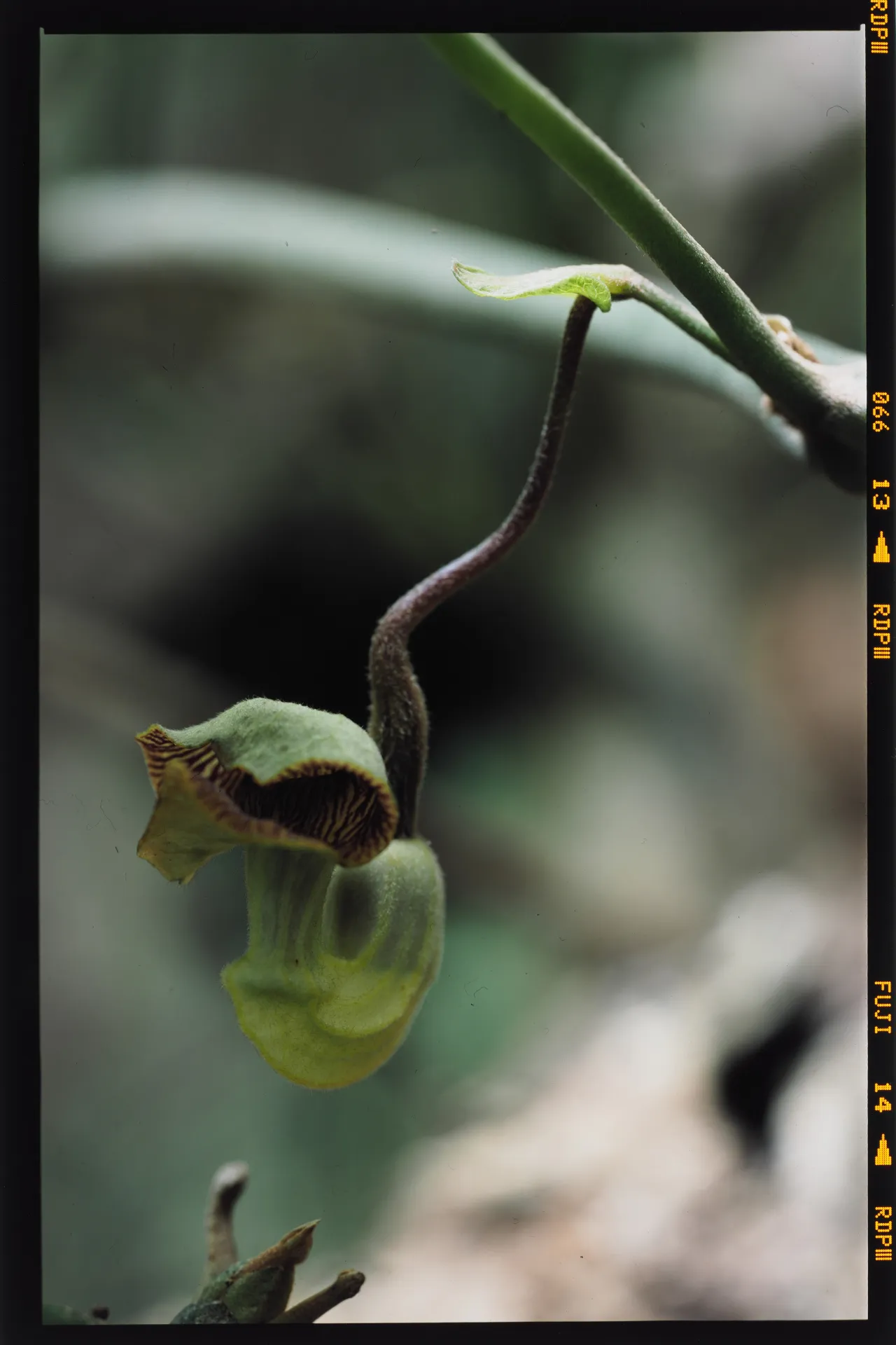 Aristolochia liukiuensis - 琉球馬ノ鈴草